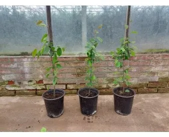 Hornbeam