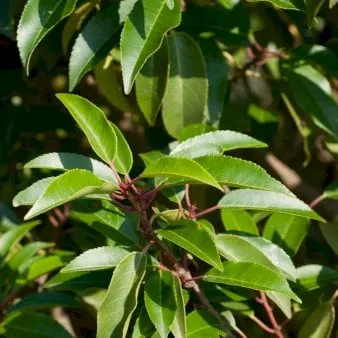 Portuguese laurel