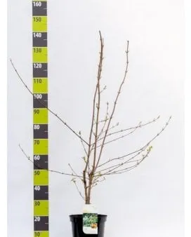 Field Maple Hedge