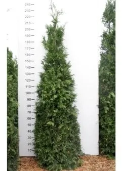 Giant thuja